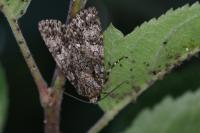 Acronicta rumicis