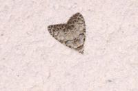 Meganola strigula