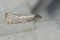 Thisanotia chrysonuchella