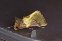 Diachrysia stenochrysis