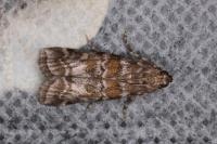 Dioryctria