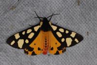 Arctia villica