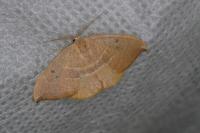Watsonalla uncinula