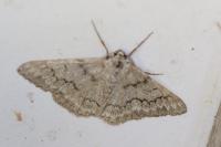 Pseudoterpna coronillaria
