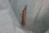 Pediasia contaminella