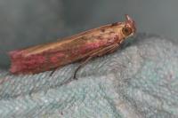 Oncocera semirubella