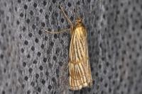 Chrysocrambus linetella