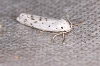 Coscinia cribraria cribraria