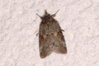 Nycteola revayana