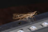 Pediasia fascelinella