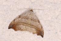 Laspeyria flexula