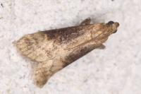 Euzophera fuliginosella