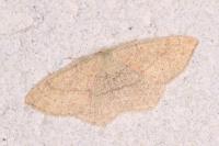 Cyclophora ruficiliaria