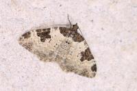 Xanthorhoe fluctuata