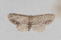 Idaea dimidiata