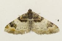 Catarhoe cuculata