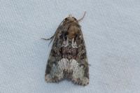 Oligia strigilis/versicolor