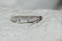 Phycitodes binaevella