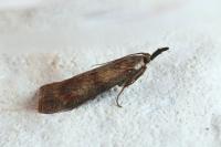 Hypochalcia ahenella