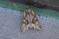Lacanobia w-latinum