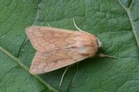 Mythimna vitellina