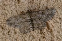 Peribatodes rhomboidaria rhomboidaria