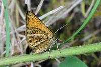 Isturgia limbaria