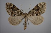 Thera variata