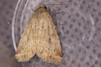Photedes minima