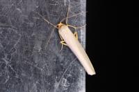 Eilema caniola