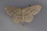 Scopula nigropunctata