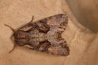 Lacanobia w-latinum