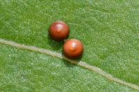 Cerura vinula