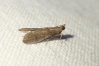 Eccopisa effractella