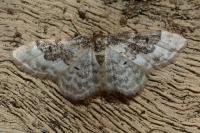 Idaea rusticata