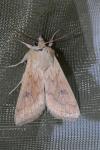 Mythimna vitellina