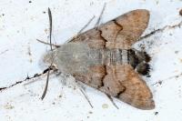 Macroglossum stellatarum