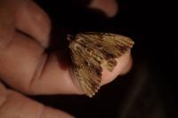 Apamea lithoxylaea