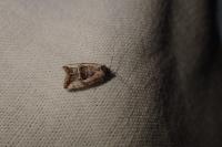 Elaphria venustula