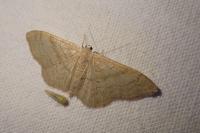 Idaea deversaria