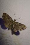 Pasiphila rectangulata