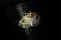 Plemyria rubiginata