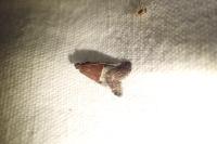 Acrobasis marmorea