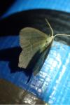 Hemithea aestivaria