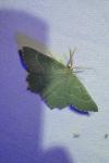 Thalera fimbrialis