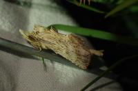 Pterostoma palpina
