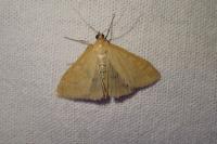 Sitochroa verticalis