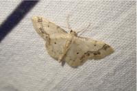 Idaea trigeminata