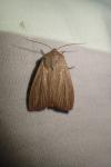 Mythimna pudorina