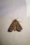 Agrotis exclamationis exclamationis